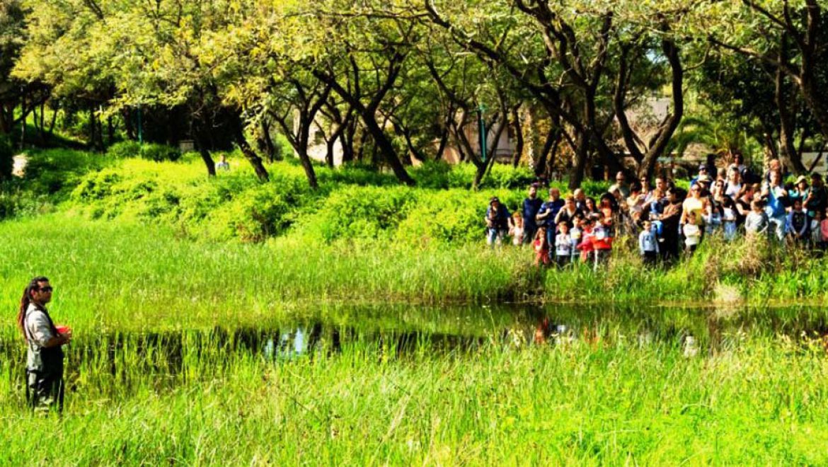 כולנו מתגייסים להציל את הצפרדע בגן לאומי ירקון
