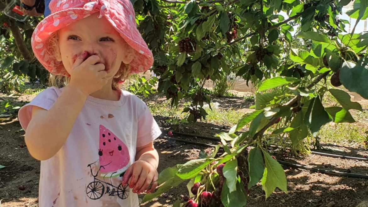 עין זיוון: סופ”ש אחרון לקטיף דובדבנים והתחלת קטיף פירות יער
