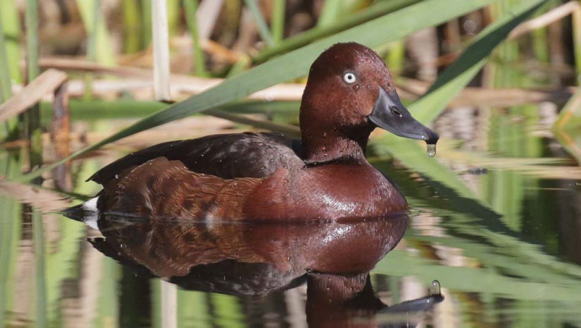 “ברווזי שוקולד” יפיפיים בפארק הטבע עמק הצבאים, בירושלים