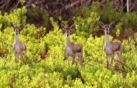 דור חדש בפארק עמק הצבאים, אתר הטבע העירוני הגדול והיפה בישראל