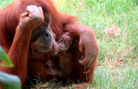 לאחר 11 שנים, גורת אורנגאוטן נולדה בספארי