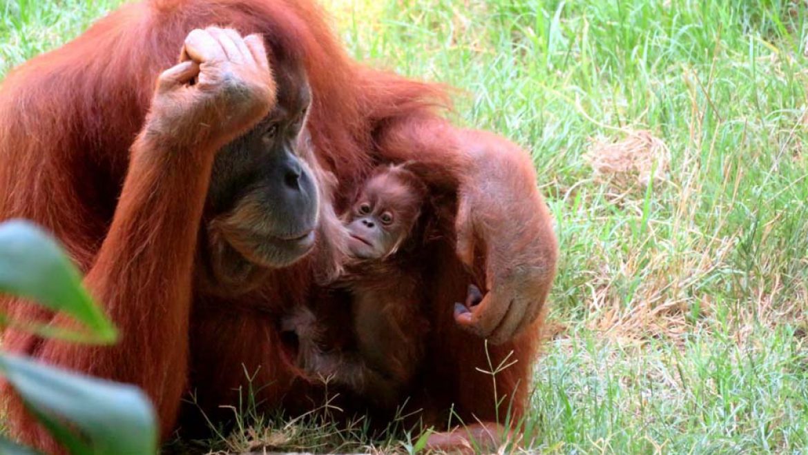 לאחר 11 שנים, גורת אורנגאוטן נולדה בספארי