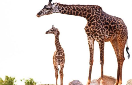 “רואים את התמונה הגדולה”: תערוכה לכל המשפחה