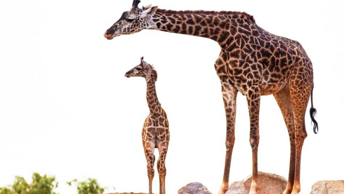 “רואים את התמונה הגדולה”: תערוכה לכל המשפחה