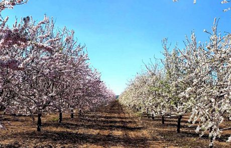 סיורי פריחות וטעימות לכל המשפחה במטה יהודה