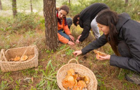 כמו פטריות אחרי הגשם