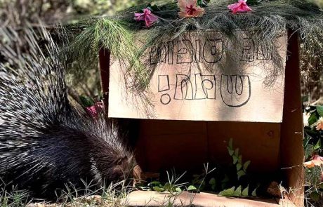 סוכות בספארי: בואו להיות האושפיזין של בעלי החיים