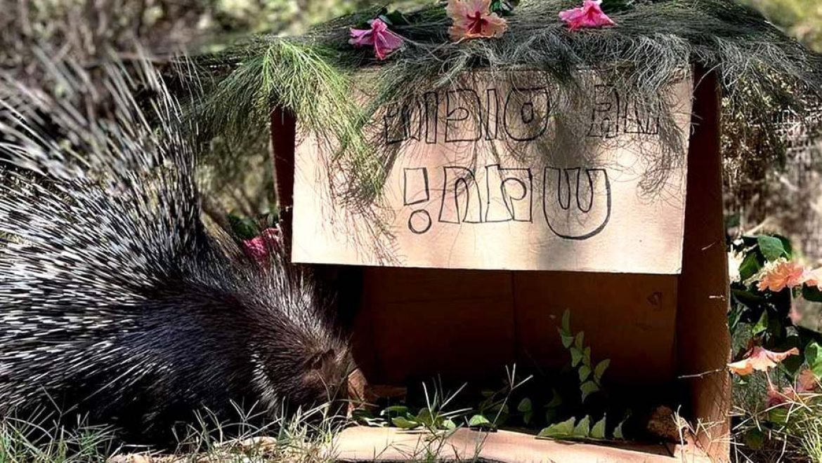 סוכות בספארי: בואו להיות האושפיזין של בעלי החיים