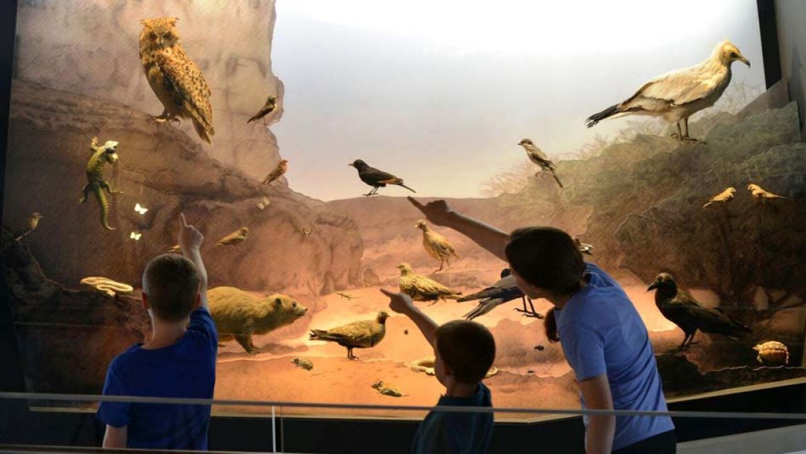 “חקרטבע” באווירה פורימית, במוזיאון הטבע ע”ש שטיינהרדט