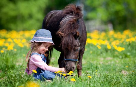 אוהבים לרכב על סוסים? שלוש חוות מומלצות מצפון ועד דרום