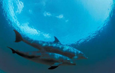 “רואים צלול”: תערוכה חדשה מאוספי מוזיאון האדם והחי ברמת-גן