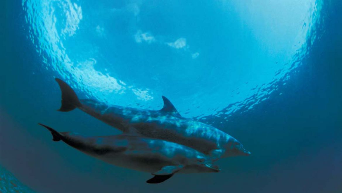 “רואים צלול”: תערוכה חדשה מאוספי מוזיאון האדם והחי ברמת-גן