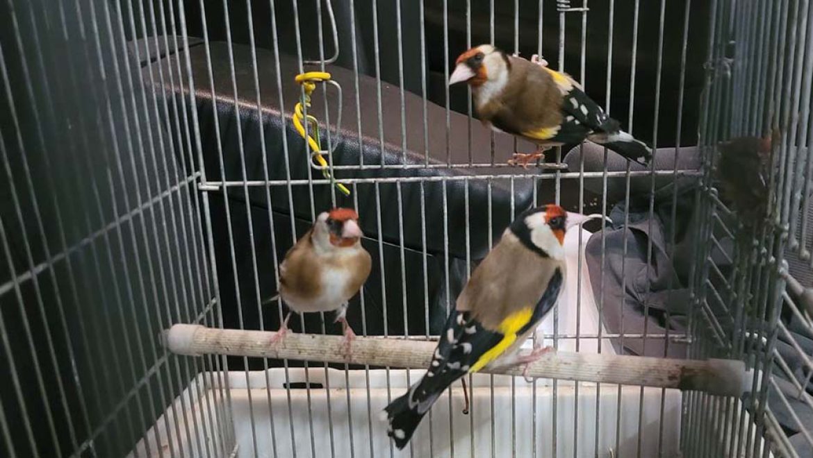 ציפור החוחית הינה ערך טבע מוגן שמקומה בטבע ולא בכלוב ביתי