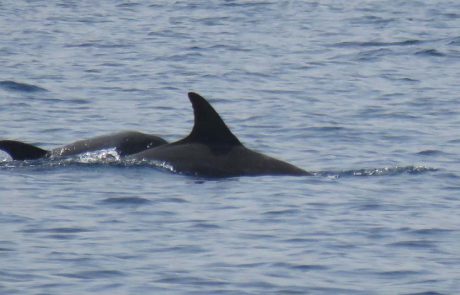 תצפית משמחת באילת: דולפינה וגור מסוג אנקולי בשמורת האלמוגים