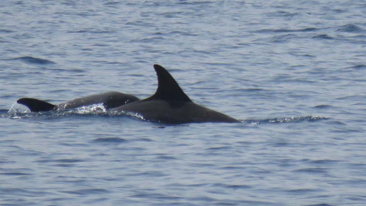 תצפית משמחת באילת: דולפינה וגור מסוג אנקולי בשמורת האלמוגים