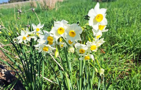 פריחת נרקיסים בגולן: הצעה לטיול בשמורת אירוס הביצות – אחו נוב