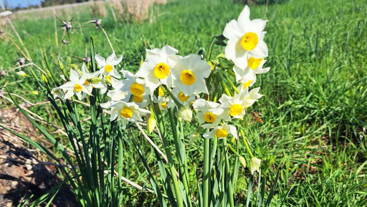 פריחת נרקיסים בגולן: הצעה לטיול בשמורת אירוס הביצות – אחו נוב