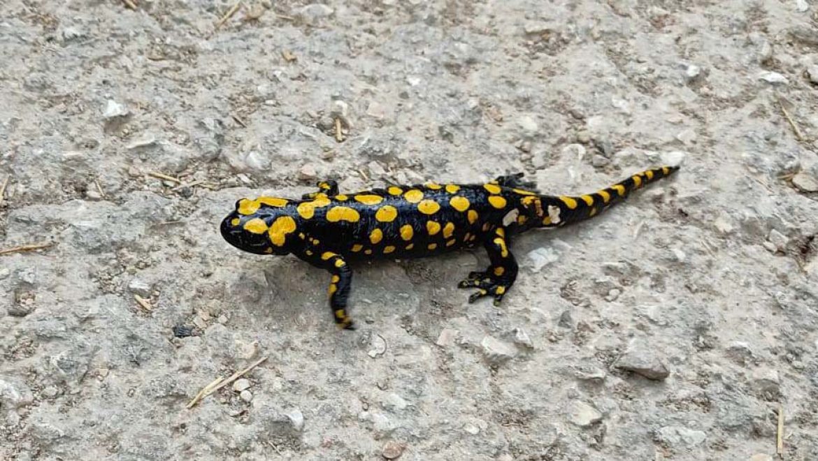 גם היא יצאה לטייל: סלמנדרה בשמורת הר מירון באזור נחל עמוד