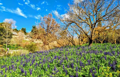חוגגים פורים ארוך ומגוון בירושלים