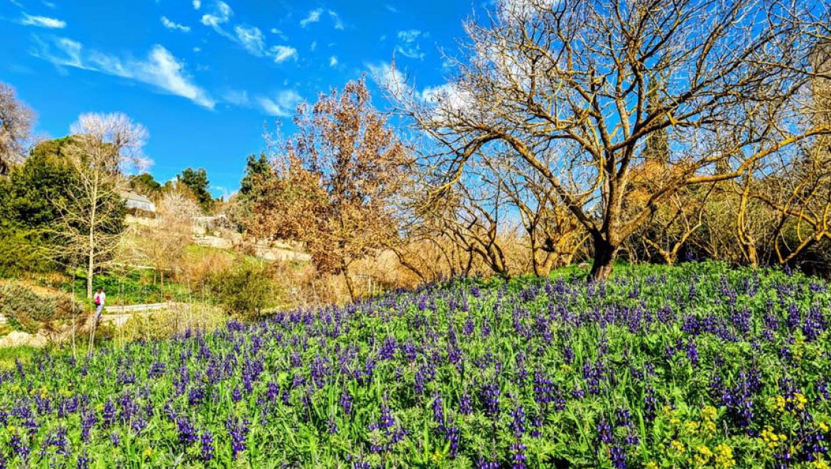 חוגגים פורים ארוך ומגוון בירושלים