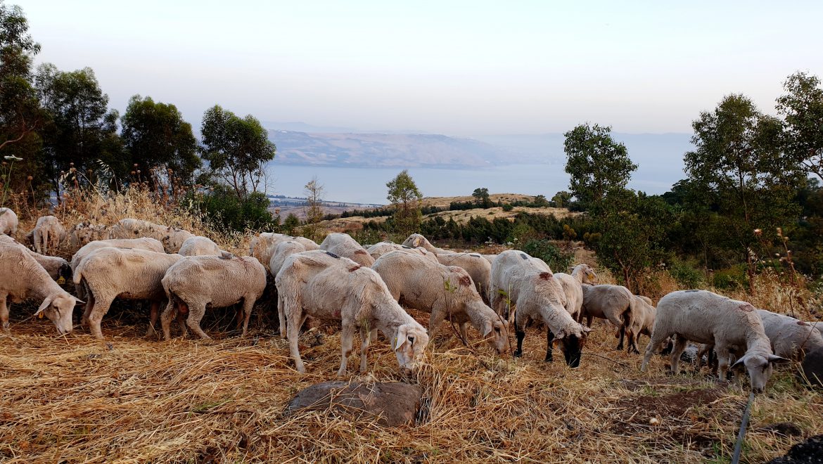 הפנינג שבועות ב”פרהדיר” – מרכז מבקרים ברמת הגולן