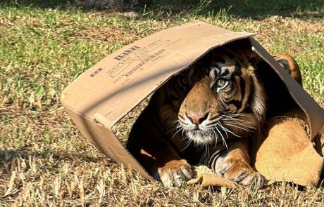 כוחות העל של בעלי החיים: בסוכות הזה מבלים בספארי