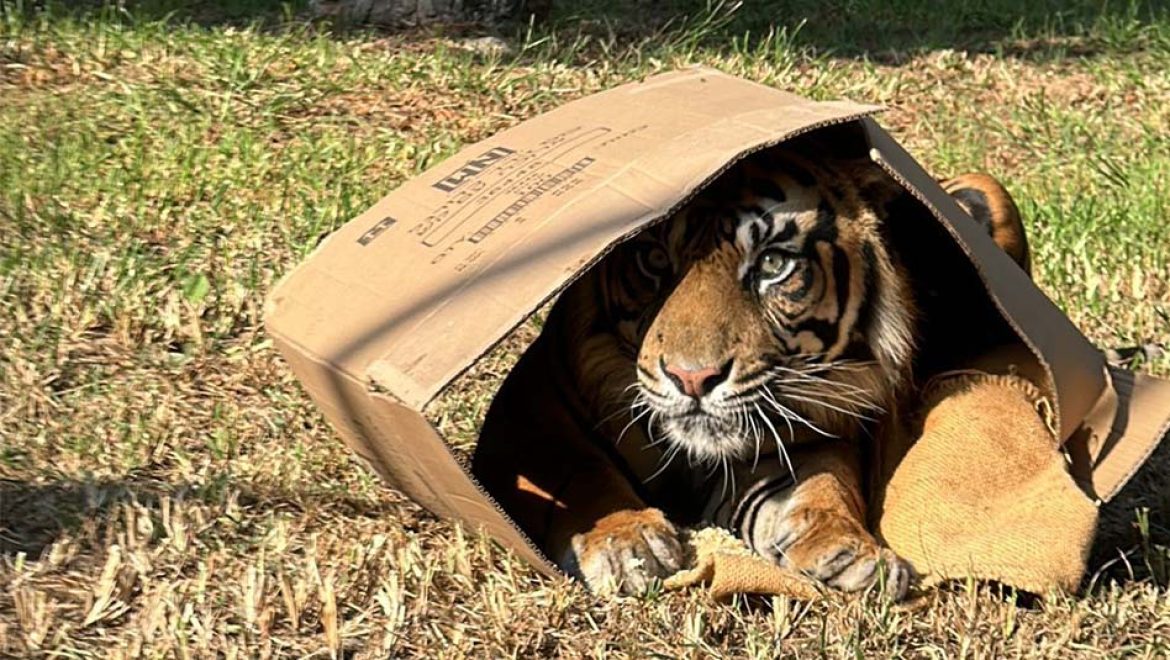 כוחות העל של בעלי החיים: בסוכות הזה מבלים בספארי