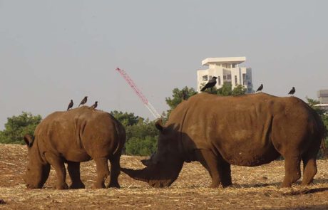 רעי הקרנף חוגג יום-הולדת שנה, בספארי ר”ג