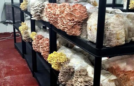 סיורי פטריות: טעמים, ריחות וסודות רפואיים מחוות MUSH-ROOM