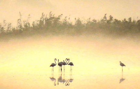 מהפלמינגו באהבה