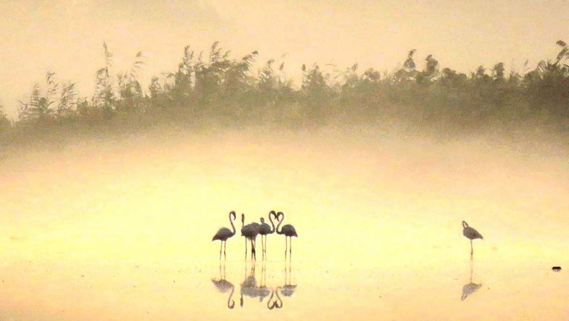 מהפלמינגו באהבה
