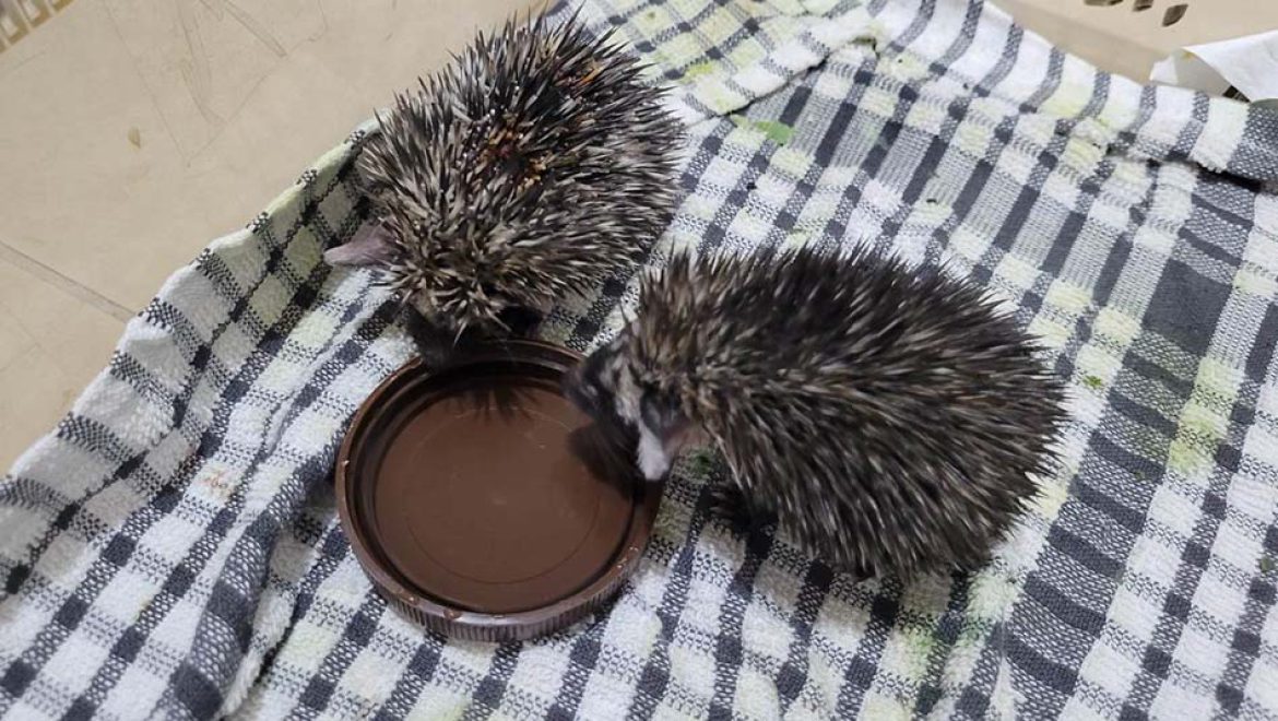 שני גורי קיפוד מדברי ניצלו בזכות ערנותו של אזרח