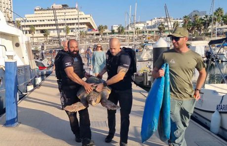 אריאל, צבת הים החומה, שוחררה לים לאחר טיפול משקם