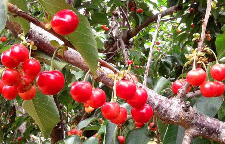 קטיף דובדבנים משפחתי-עצמאי בגוש עציון