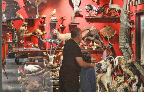 “דיירים” חדשים במוזיאון הטבע באוני’ ת”א: דב חום סורי וטיגריס סומטרי