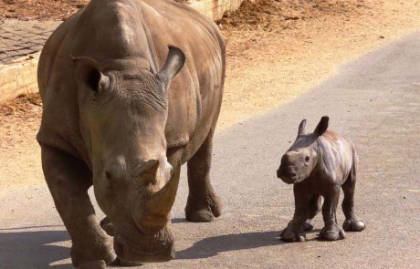 התרגשות ושמחה גדולה בספארי: ריאהנה הקרנפית חובקת בן שלישי