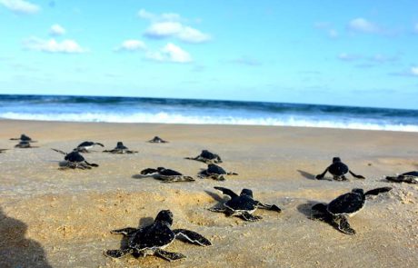צב השעה: עונת הטלת צבי הים בעיצומה, לצפות מרחוק ולא לגעת