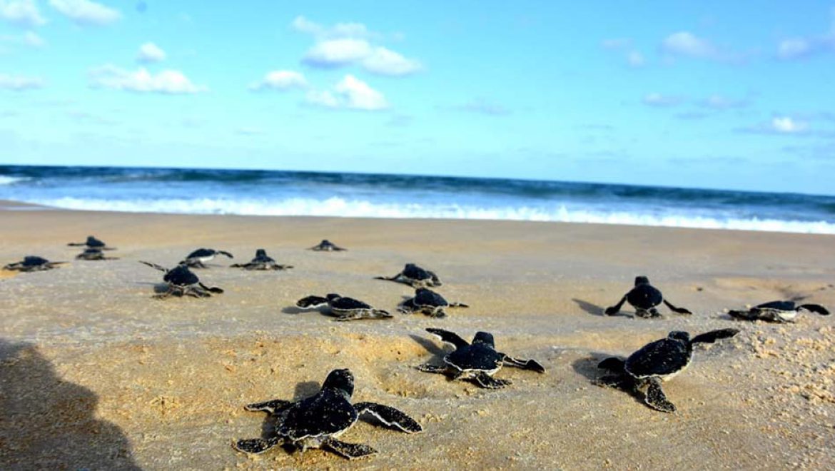 צב השעה: עונת הטלת צבי הים בעיצומה, לצפות מרחוק ולא לגעת