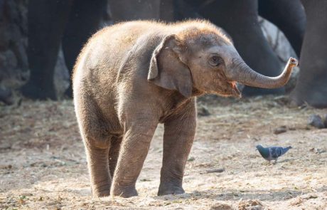 איזו התרגשות, פילון חדש נולד בספארי