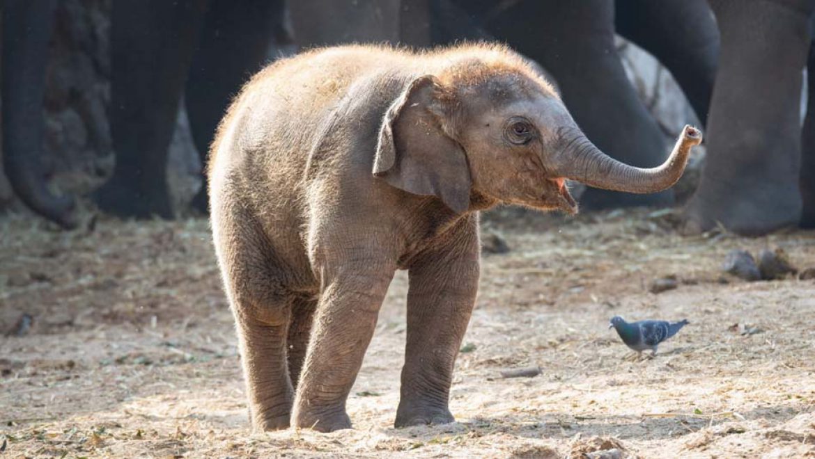 איזו התרגשות, פילון חדש נולד בספארי