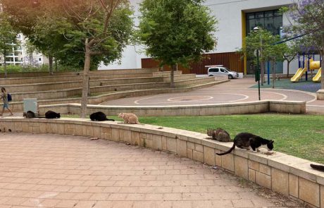 בין חתולים לקיפודים, תרימו!