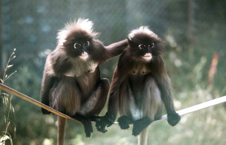 סיור משפחתי עם ערך מוסף במקלט הקופים הישראלי