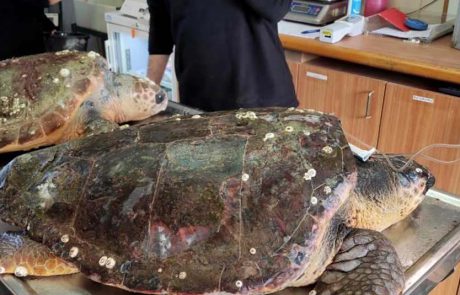 מצילים את צבי הים