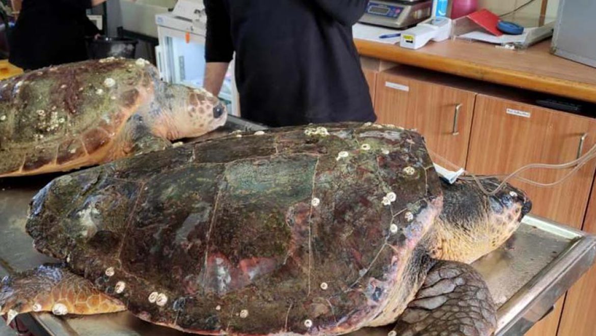 מצילים את צבי הים