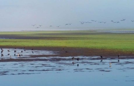 קרן קימת לישראל מתכבדת להודיע על פתיחתו של אגמון החולה