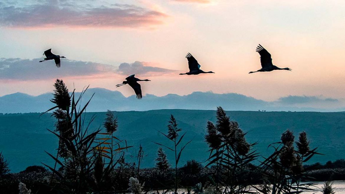 מפסטיבל פרפרים ועד חיפוש אוצר המוני: קק”ל בשלל אירועים למשפחה
