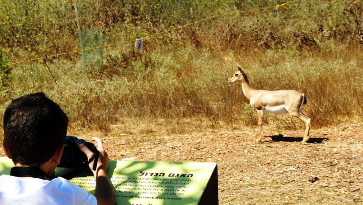 עמק הצבאים בירושלים: חוויה מרגשת ופעילות משפחתית