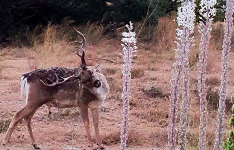רוצים לצפות בנדידת הציפורים ובפריחות המרהיבות של הסתיו? צאו לטבע