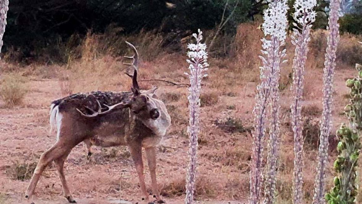 רוצים לצפות בנדידת הציפורים ובפריחות המרהיבות של הסתיו? צאו לטבע