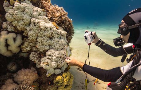 הלבנת אלמוגים במפרץ אילת